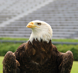 Auburn Bald Eagle