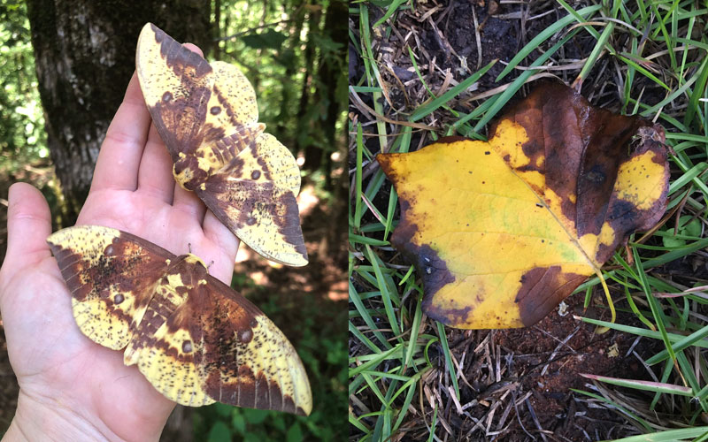 Imperial moths and poplar leaf